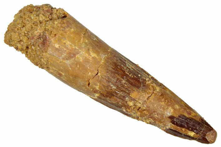 Fossil Spinosaurus Tooth - Real Dinosaur Tooth #298368